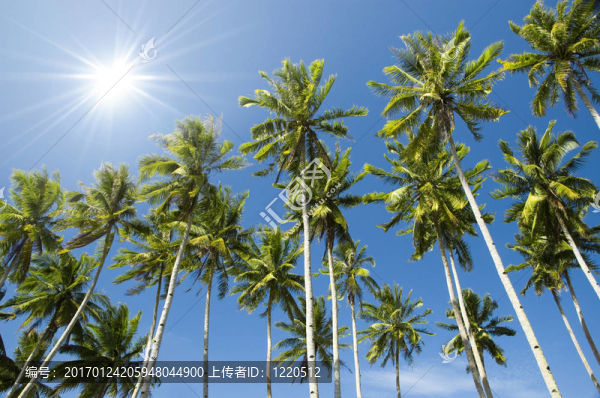 棕櫚樹