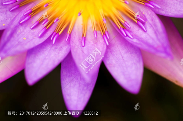 水百合
