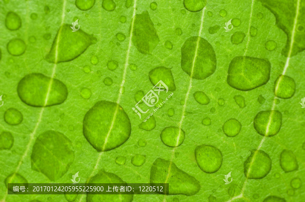 水滴