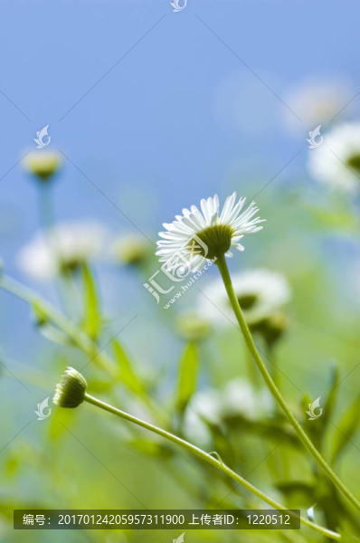 雛菊-匯圖網(wǎng) www.fosd68.com 雛菊