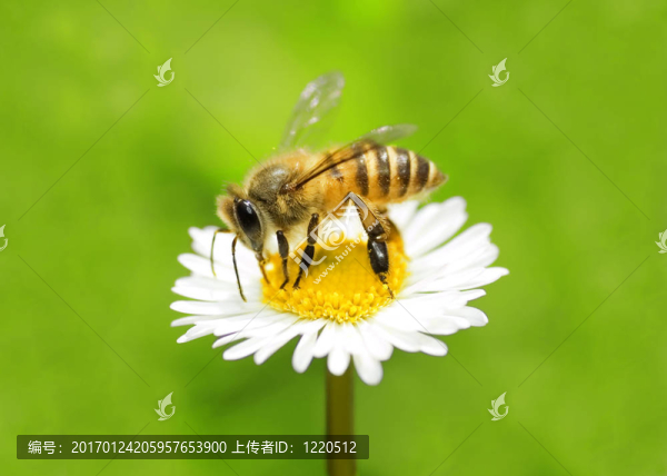 蜜蜂