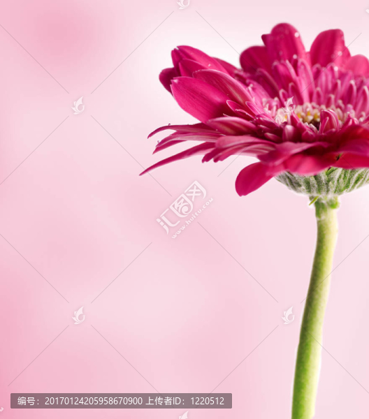 春天的花