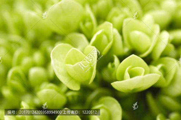 綠色植物。