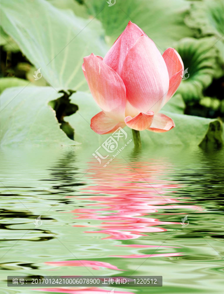 粉紅色的荷花-匯圖網(wǎng) www.fosd68.com 粉紅色的荷花