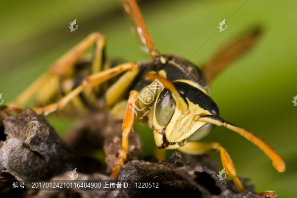 黃蜂（Polistes,bischoffi）
