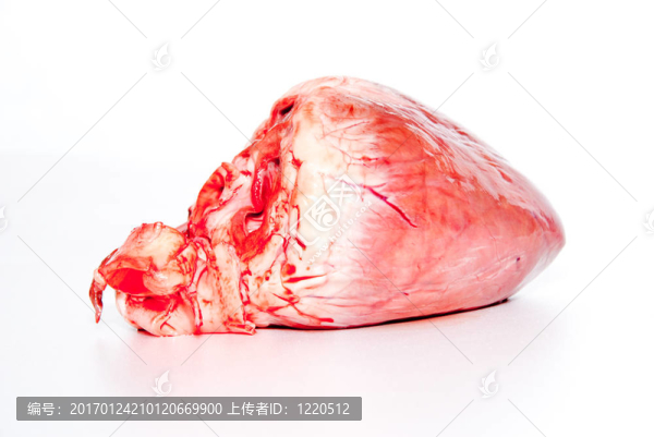 原動物心臟