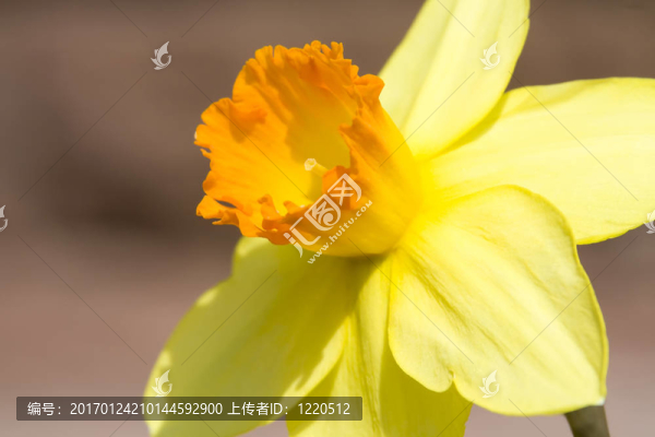 水仙花