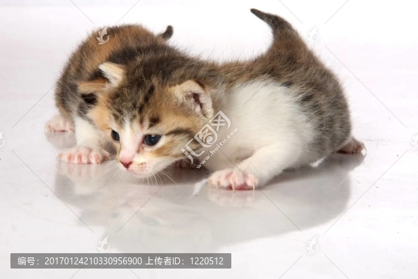 小貓