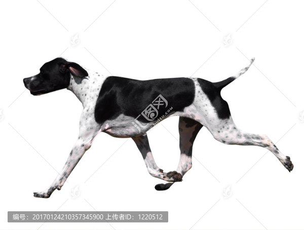 黑白指針