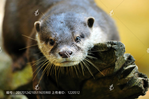 小爪水獺