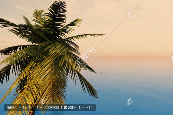 棕櫚和Sea-匯圖網(wǎng) www.fosd68.com 棕櫚和Sea