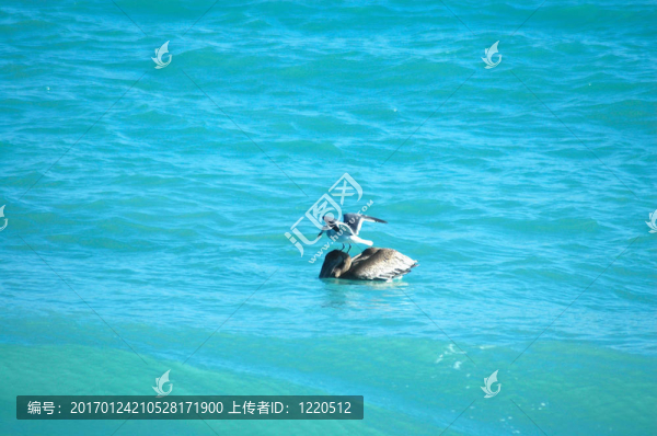 鵜鶘和海鷗2