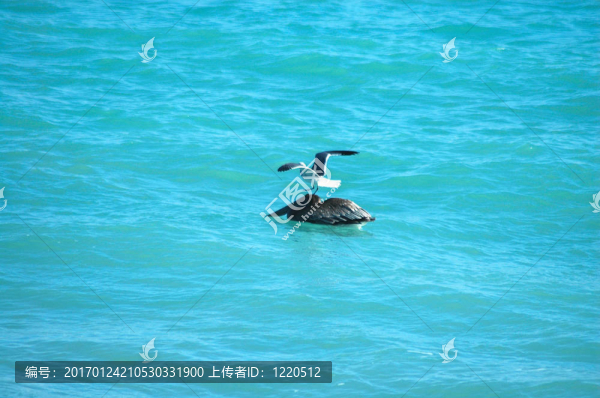 鵜鶘和海鷗1