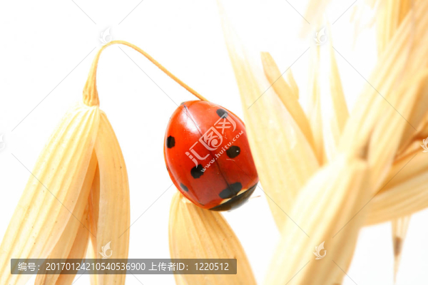 瓢蟲對小麥