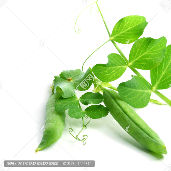 孤立的豌豆