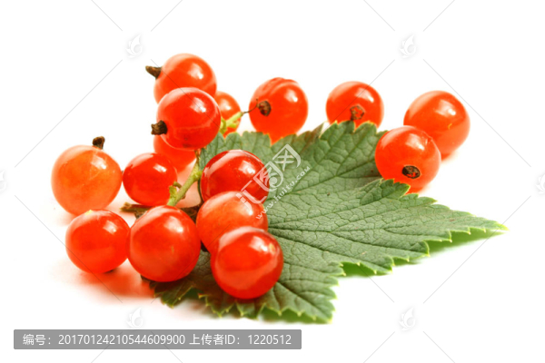 孤立的紅醋栗葉