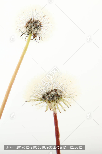 關(guān)閉在白色蒲公英