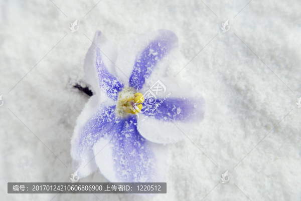 紫羅蘭-匯圖網(wǎng) www.fosd68.com 紫羅蘭