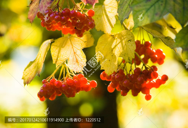 Guelder,Rose和雪球樹