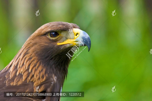 警惕的鳥-匯圖網(wǎng) www.fosd68.com 警惕的鳥