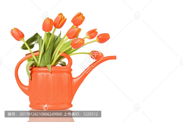 美麗的郁金香在橙色澆水可以
