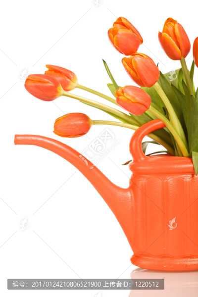 美麗的橙色郁金香澆水可以隔離