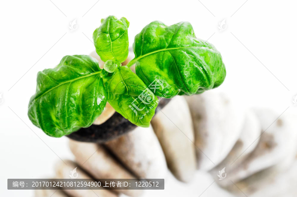 樹葉和石頭