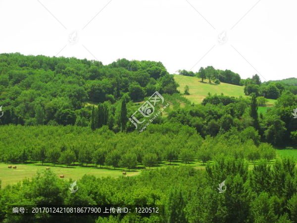 文化的核桃樹(shù)-匯圖網(wǎng) www.fosd68.com 文化的核桃樹(shù)