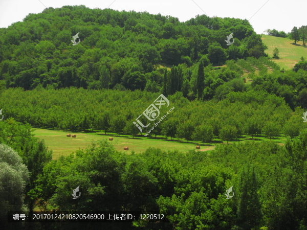 文化的核桃樹(shù)