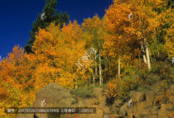 白楊在秋天-匯圖網(wǎng) www.fosd68.com 白楊在秋天