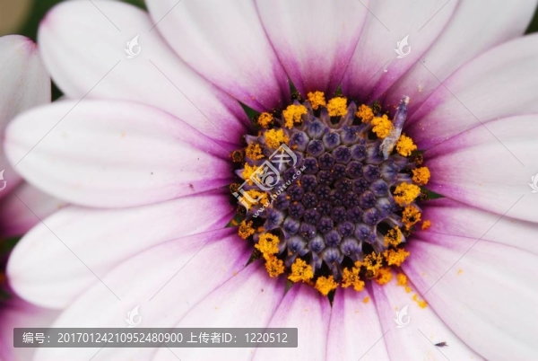 淡粉色的瓜葉菊