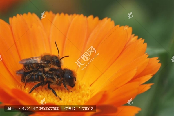 雙隧蜂屬