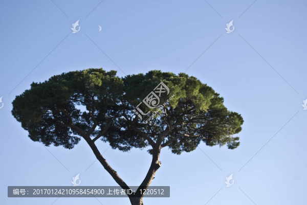 五針?biāo)? title=