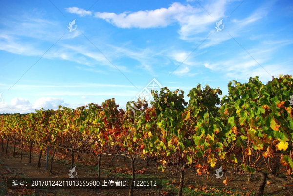在葡萄牙南部的葡萄園。