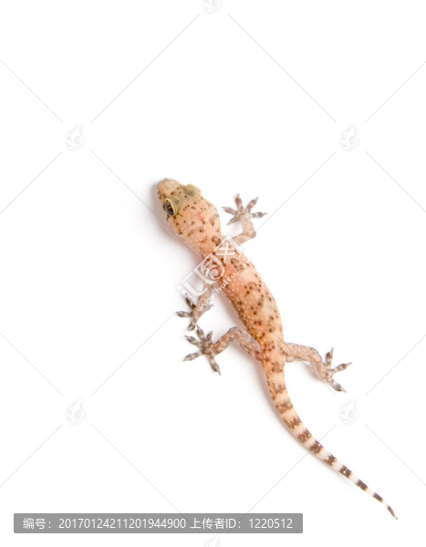 壁虎