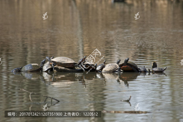十二只烏龜曬太陽