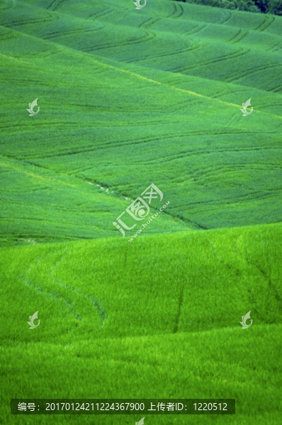 麥田綠地