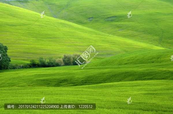 麥田綠地