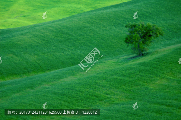 麥田綠地