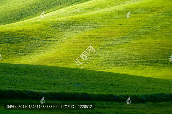 麥田綠地