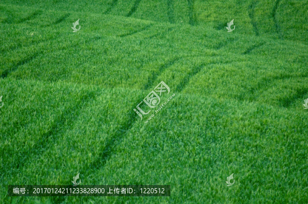 麥田綠地