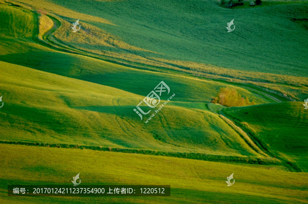 麥田綠地