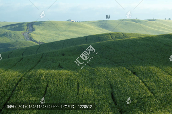 麥田綠地
