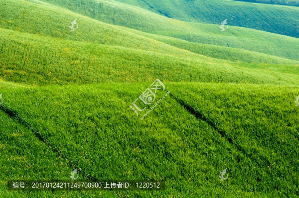 麥田綠地