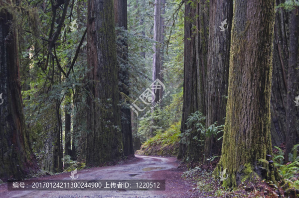 紅杉；紅杉樹國家公園。