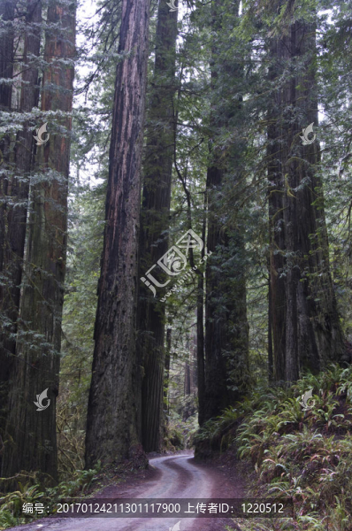 紅杉；紅杉樹國家公園。