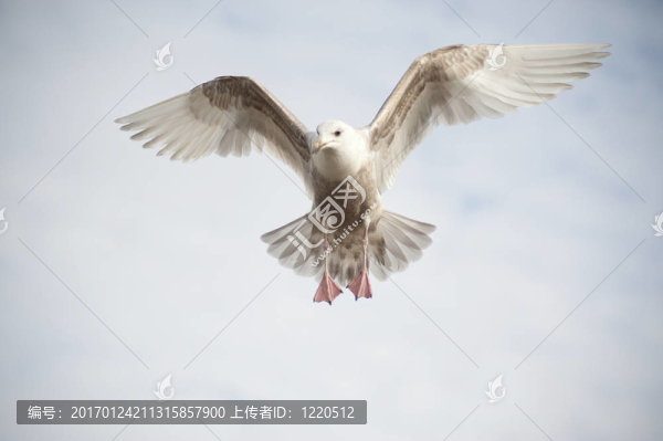在海鷗