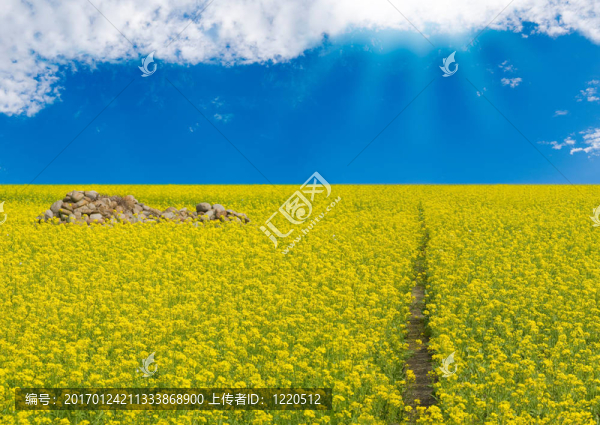 盛開陽光的田野