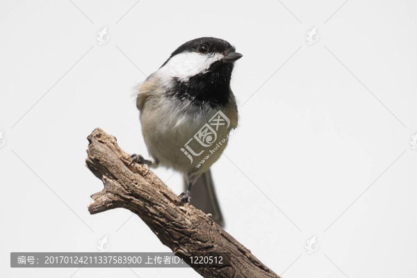 在一個(gè)殘端上的孤立的鳥
