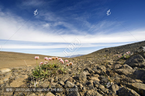 火山苔原景觀